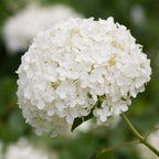 Garden Plants