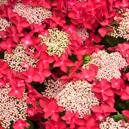 Hydrangea 'Lady in Red' | Mophead Hydrangea – Gardeners Dream