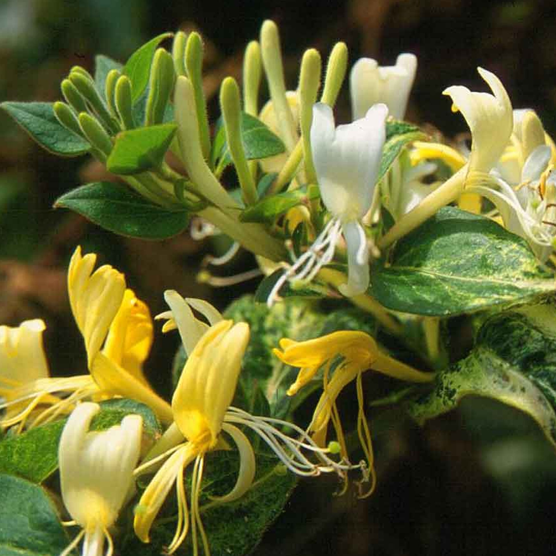 Lonicera 'Hall's Prolific'