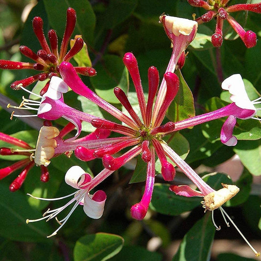 Lonicera 'Red World'