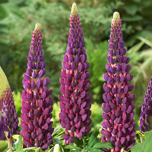 Lupin 'Masterpiece'