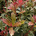 Osmanthus 'Tricolour'