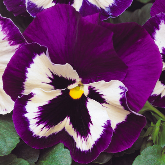 Pansy Purple and White Bedding Plants