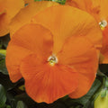 Viola Orange Bedding Plants