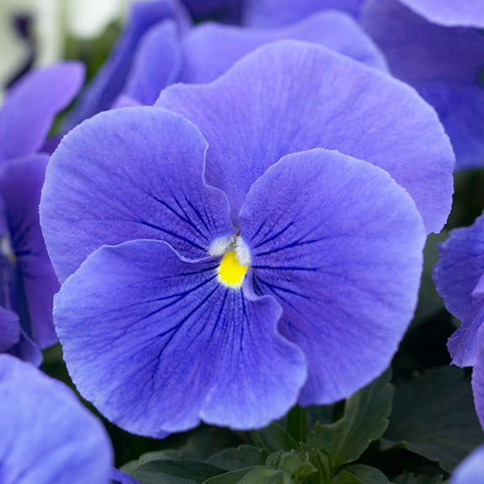 Viola True Blue Bedding Plants