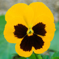 Viola Yellow Blotch Bedding Plants