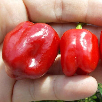 Pepper 'Cajun Belle' | Pepper – Gardeners Dream