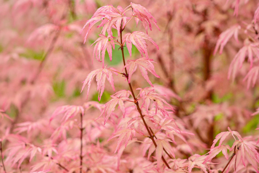 Acers