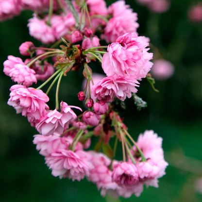 Prunus 'Kiku-shidare-zakura' | Weeping Cherry Tree – Gardeners Dream