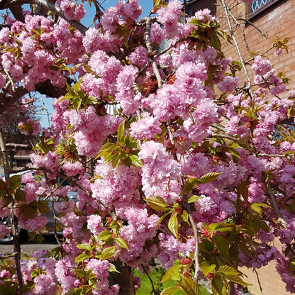 Prunus 'Kiku-shidare-zakura' | Weeping Cherry Tree – Gardeners Dream