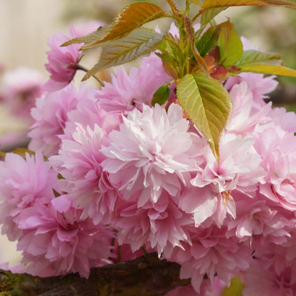 Prunus 'Kiku-shidare-zakura' | Weeping Cherry Tree – Gardeners Dream