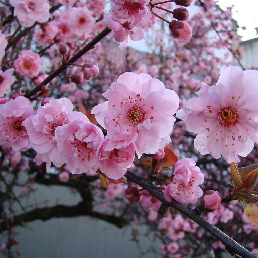 Prunos Tree Prunus Trees | Cherry Trees | Gardeners Dream