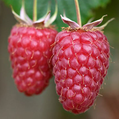 Raspberry 'Tulameen' | Raspberry – Gardeners Dream