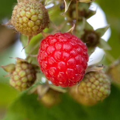 Raspberry 'Williamette' | Raspberry – Gardeners Dream