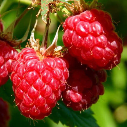 Raspberry 'Williamette' | Raspberry – Gardeners Dream