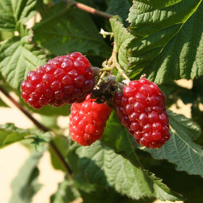 Tayberry | Tayberry – Gardeners Dream