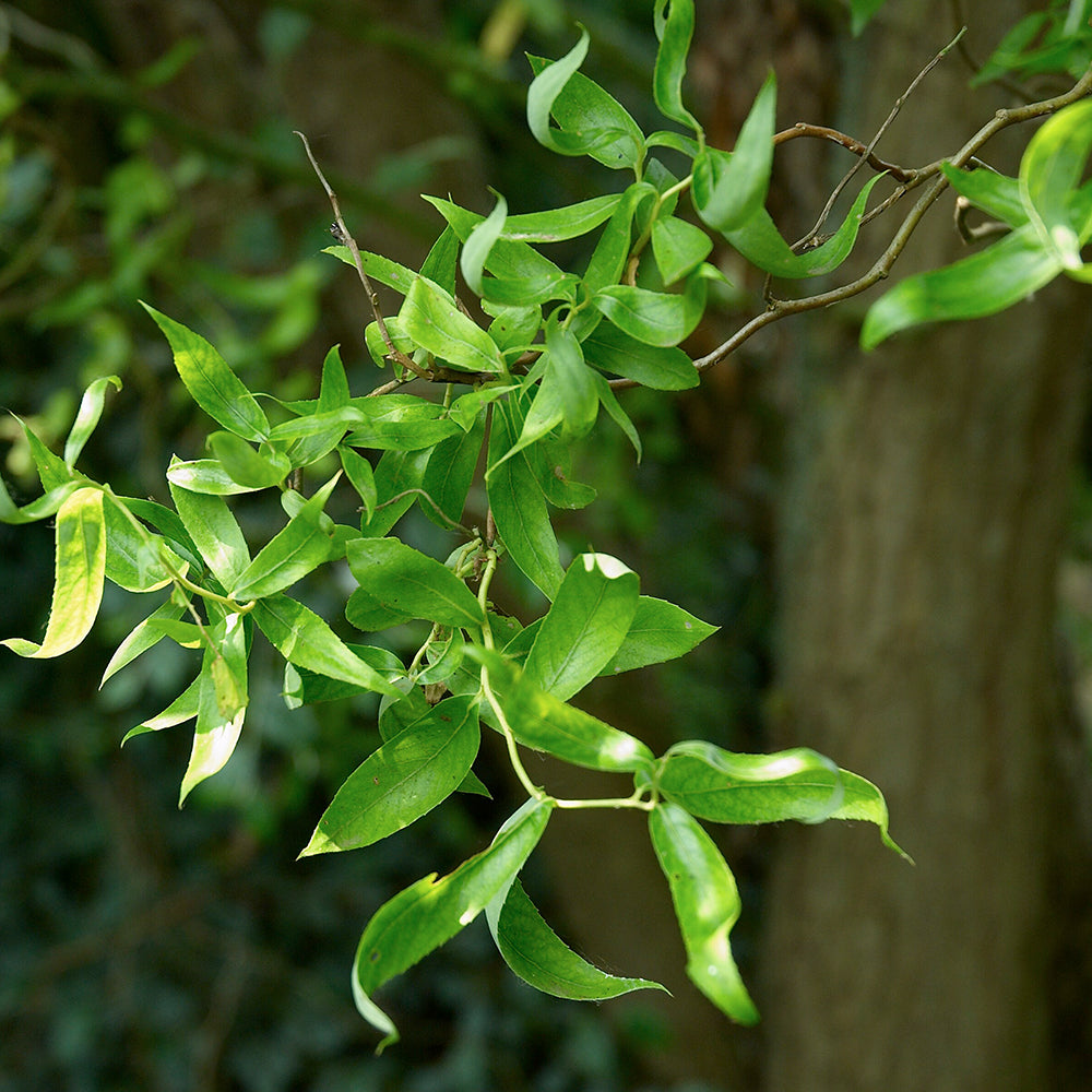 Salix 'Tortuosa' | Dragon's Claw Willow Tree – Gardeners Dream