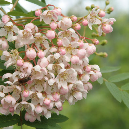 Sorbus cashmiriana | Kashmir Rowan Tree – Gardeners Dream