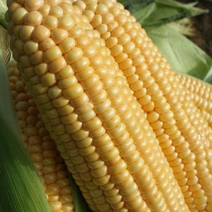 Sweetcorn Incredible F1 | Sweetcorn – Gardeners Dream