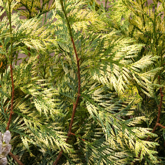 Thuja 'Zebrina'