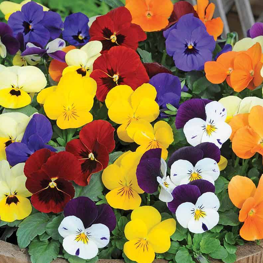 Viola Mix Bedding Plants
