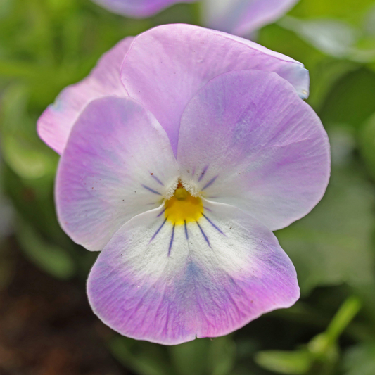 Viola Pink Face