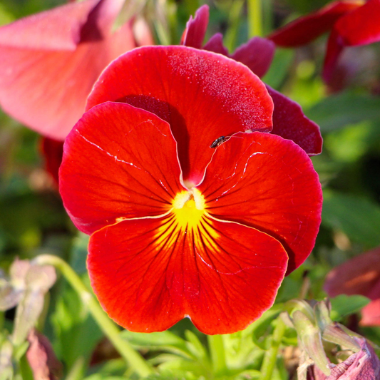Viola Red
