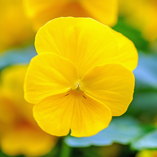 Viola Yellow