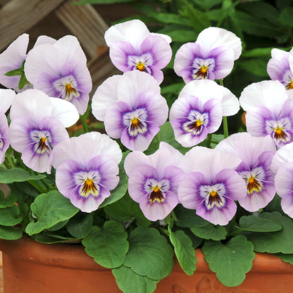 Viola Pink Halo Bedding Plants | Sweet Violet – Gardeners Dream