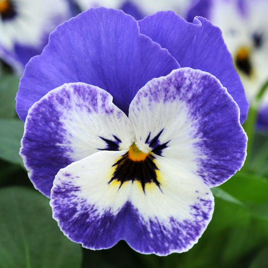 Viola Delft Blue Bedding Plants
