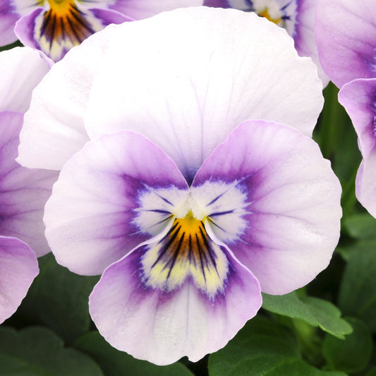 Viola Pink Halo Bedding Plants