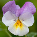 Viola Pink Wing Bedding Plants