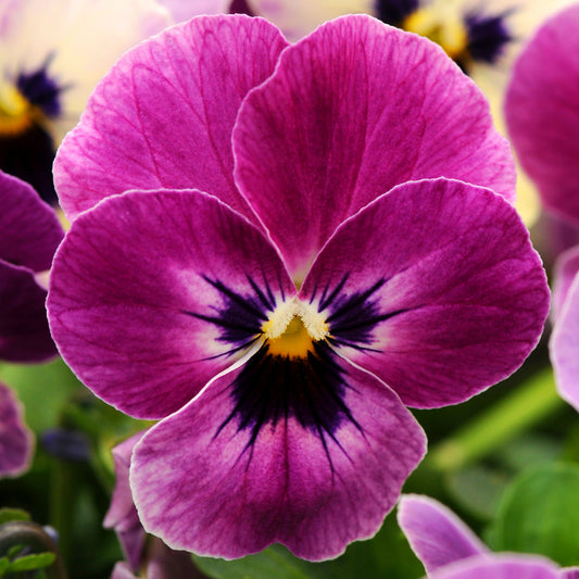 Viola Raspberry Bedding Plants