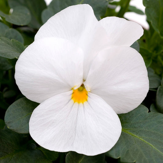Viola White Bedding Plants