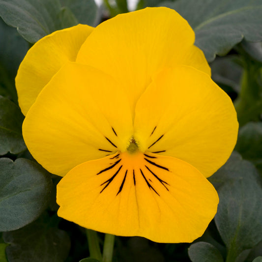 Viola Yellow Bedding Plants