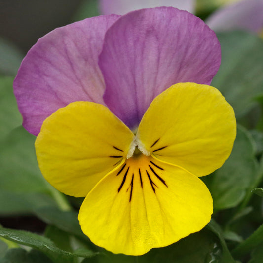 Viola Yellow and Pink Jump Up Bedding Plants