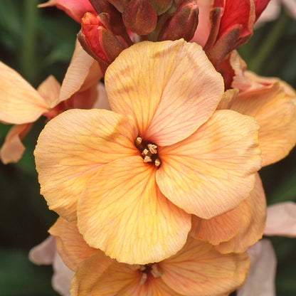 Wallflower Sunset Apricot Bedding Plants | Wallflower – Gardeners Dream