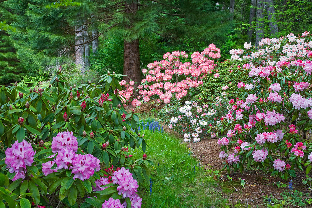 A winding garden path lined with blooming pink and white rhododendrons against a backdrop of evergreen trees. Small blue flowers dot the grassy edge of the mulched pathway, creating a lush woodland garden scene.